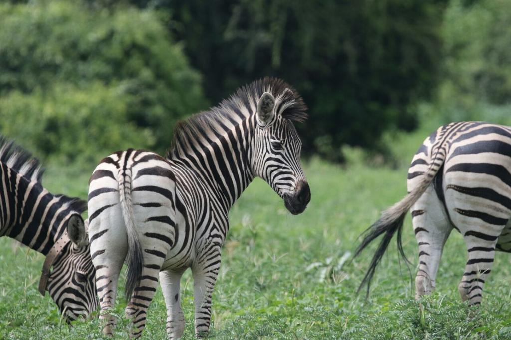 The Residence Villa Chobe カサネ エクステリア 写真
